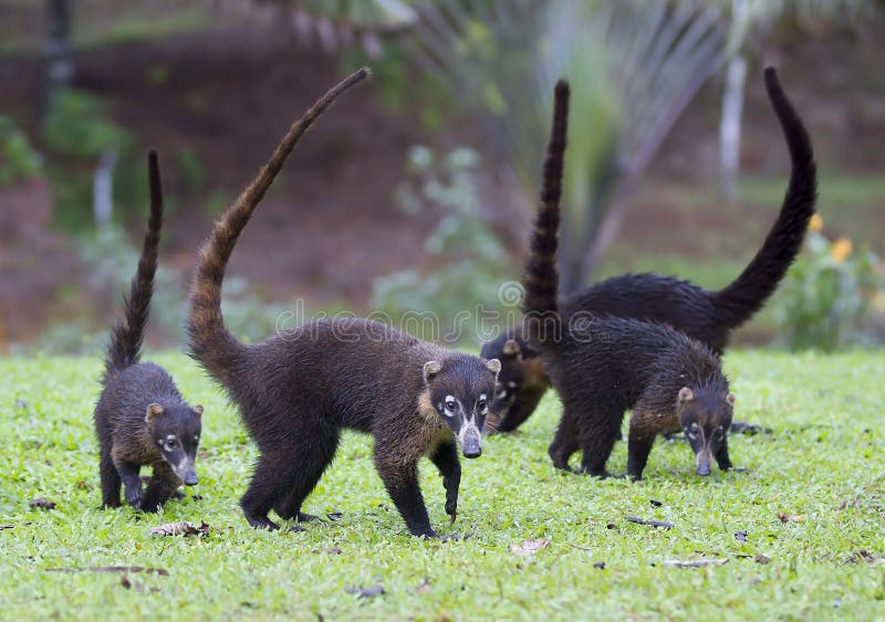 Coati Mundi Stock Photos - Download 35 Royalty Free Photos