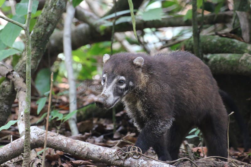 Coati, Nationalpark Corcovado, Costa Rica stockbild Coati, Nationalpark Corcovado, Costa Rica stockbild