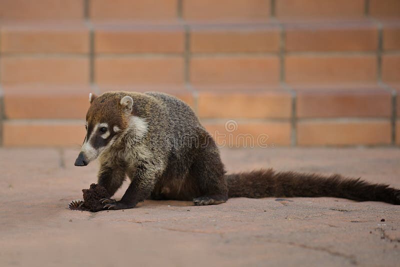Coati, Native Mammal in Costa Rica. Stock Photo Image of cute