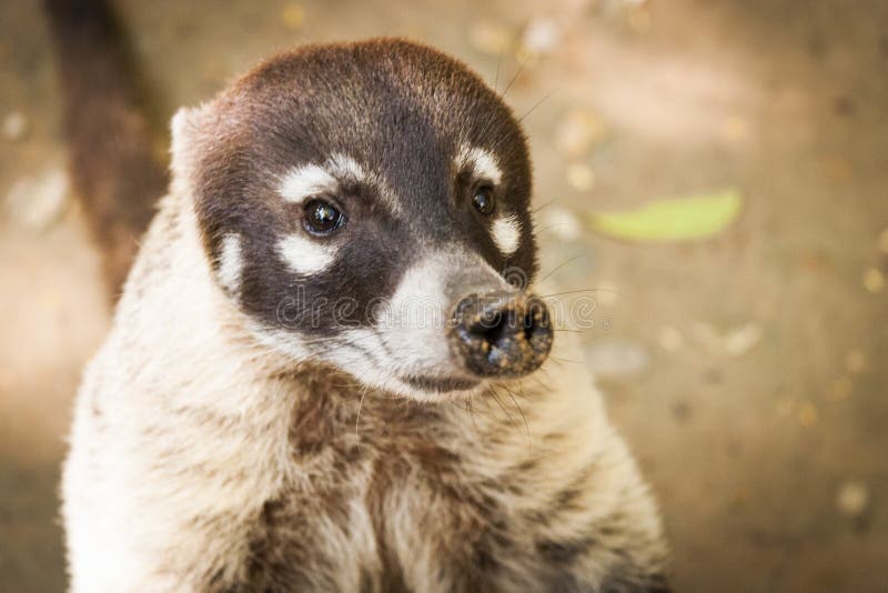 Coati, raccoon in the open looking for food.Villahermosa,Tabasco,Mexico