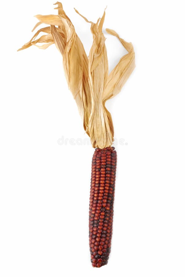 Cob corn Indian isolated stock image. Image of dried 74248861