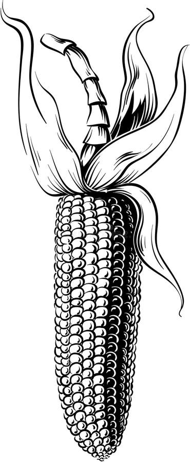 Cob of ripe corn.