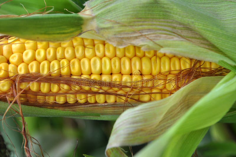 Cob of young corn stock photo. Image of gold, baby, farming 227976112
