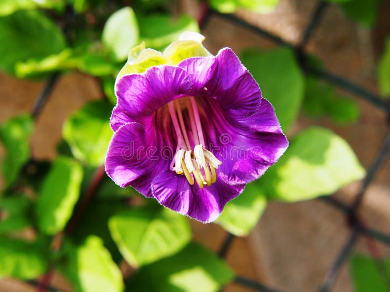 Cobaea-scandens Blumennahaufnahme stockfotos Cobaea-scandens Blumennahaufnahme stockfotos