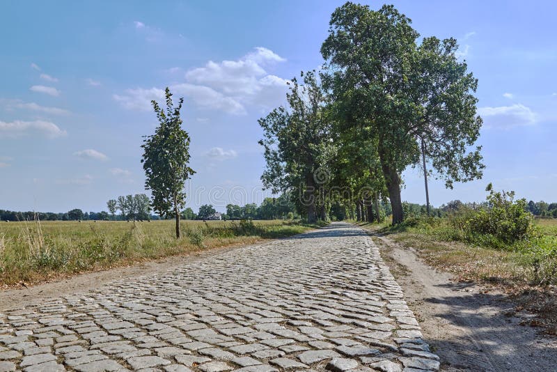 A cobbled country road shaded by trees during summer stock photos A cobbled country road shaded by trees during summer stock photos
