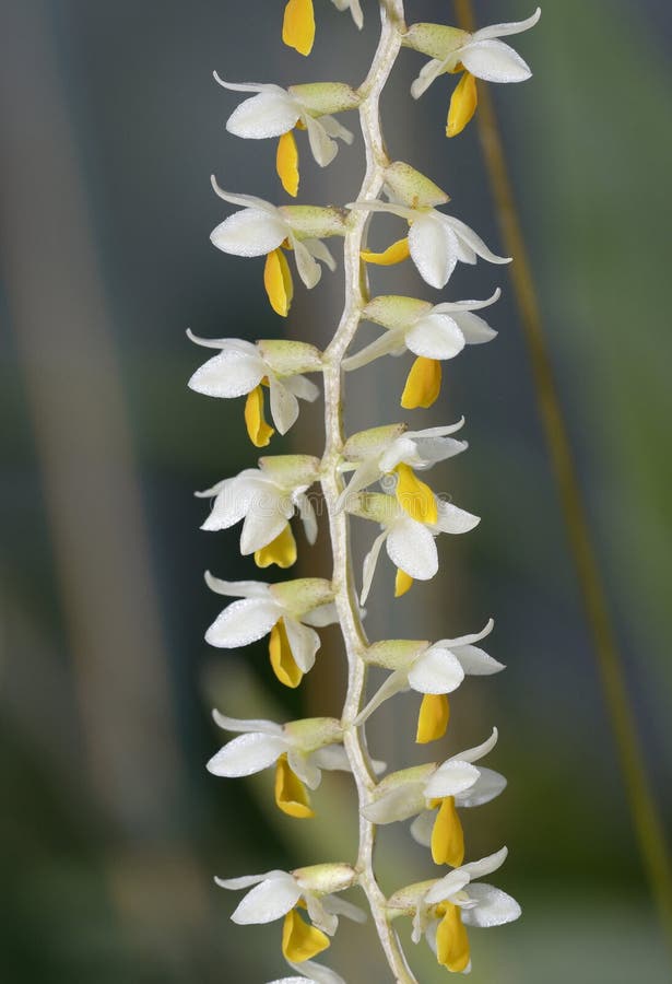 Cobbs Dendrochilum orkidé royaltyfria foton Cobbs Dendrochilum orkidé royaltyfria foton