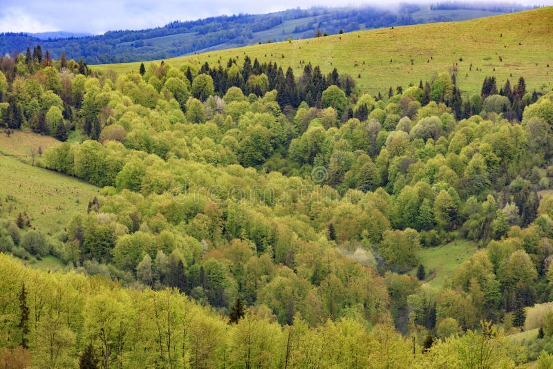 Coberto de vegetação com as árvores de folhas mortas novas, os montes das montanhas Carpathian, mola de florescência Carpathians foto de stock Coberto de vegetação com as árvores de folhas mortas novas, os montes das montanhas Carpathian, mola de florescência Carpathians foto de stock