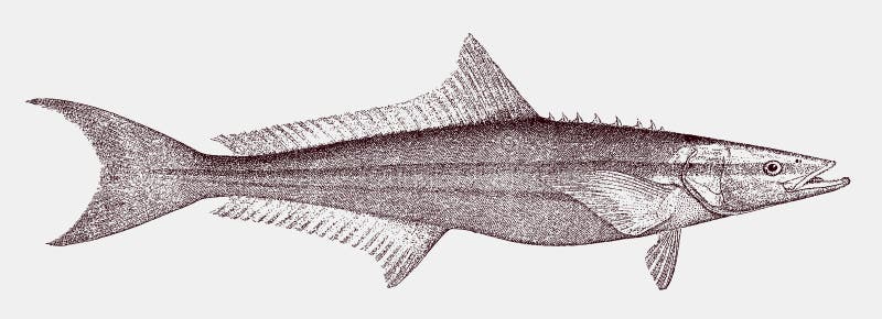 Cobia rachycentron canadum, a threatened marine fish in side view. Cobia rachycentron canadum, a threatened marine fish in side view