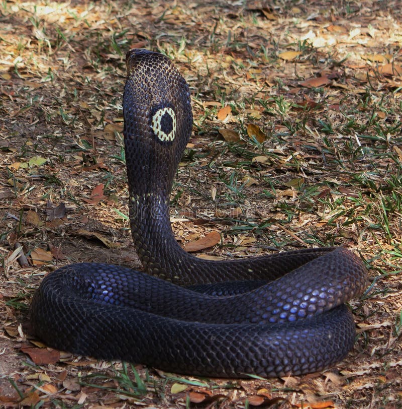 635.192 imagens, fotos stock, objetos 3D e vetores de Cobra