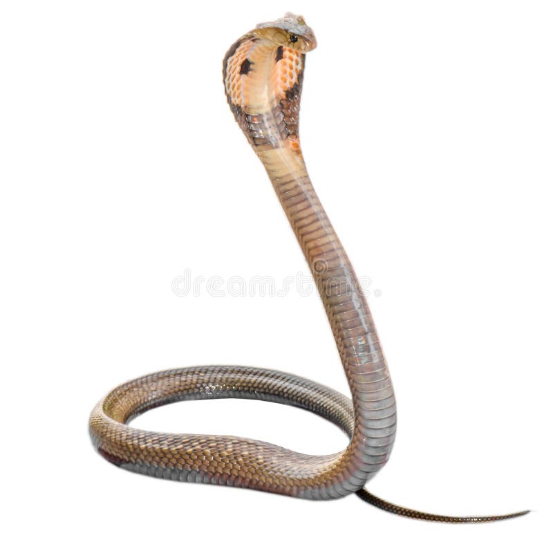 Cobra fotos de stock