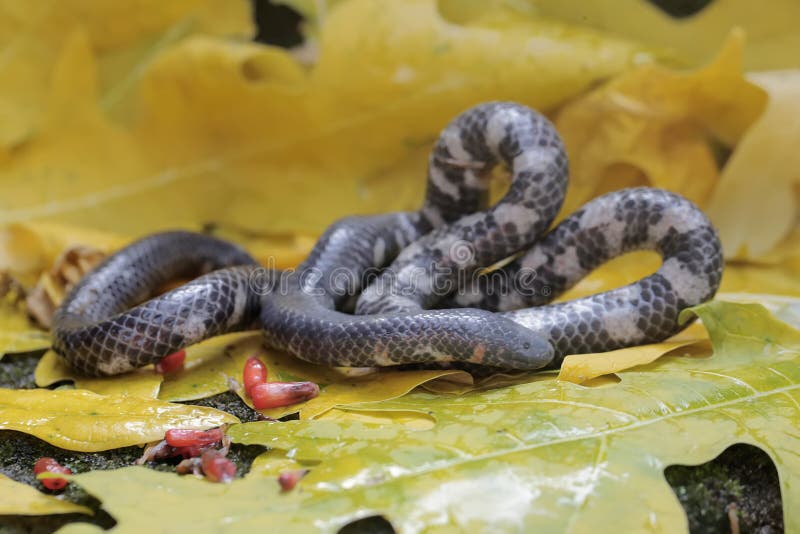 Foto Uma cobra azul sentada em um galho de árvore – Imagem de