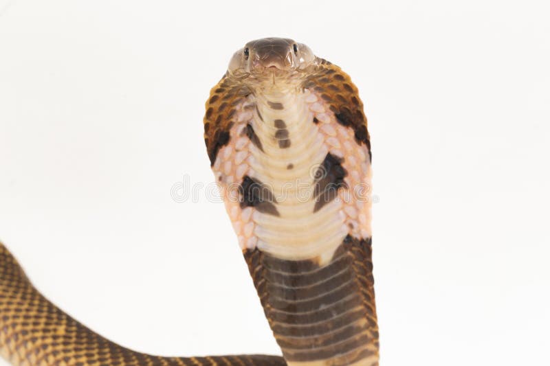 Cobra Ouro Serpente - Imagens grátis no Pixabay - Pixabay