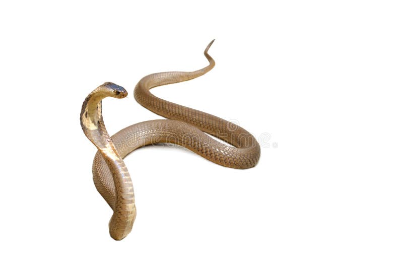 Cobra Real imagem de stock royalty free