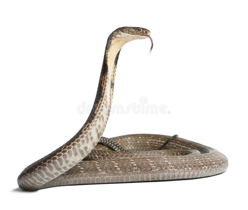 Cobra de rei - Ophiophagus Hannah, fundo venenoso, branco imagem de stock