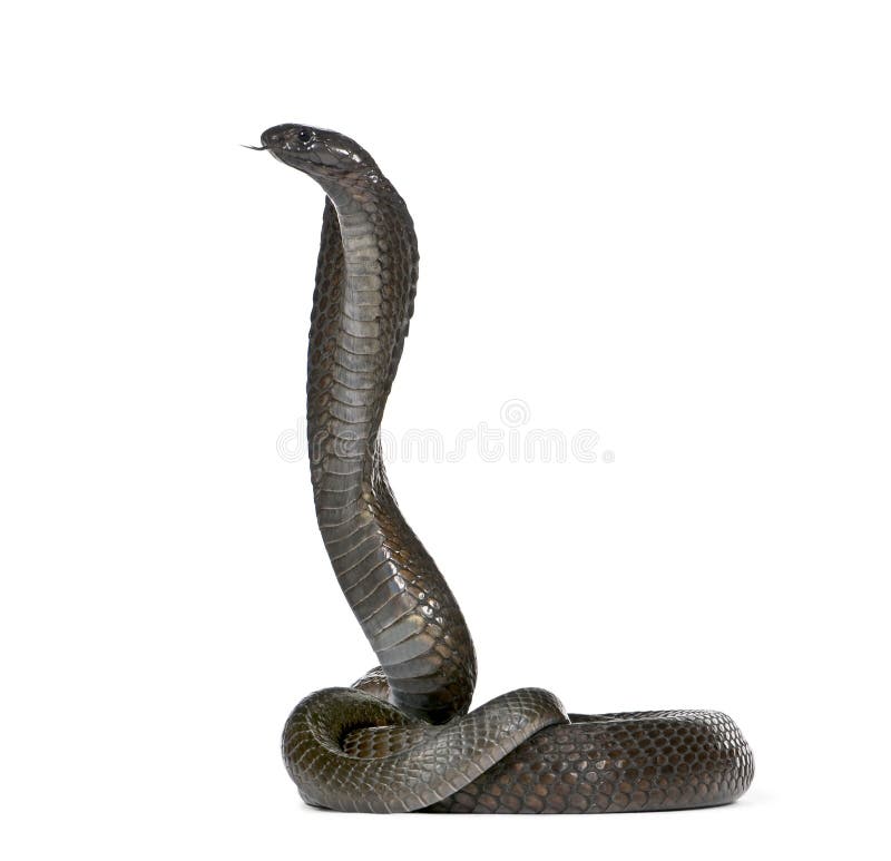 Cobra Da Serpente 3D Isolada Em Um Branco Ilustração Stock - Ilustração de  perigo, levantado: 9571680