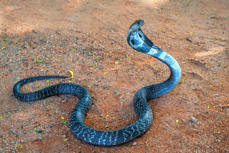 Cobra indiana selvaggia su terra fotografie stock libere da diritti Cobra indiana selvaggia su terra fotografie stock libere da diritti