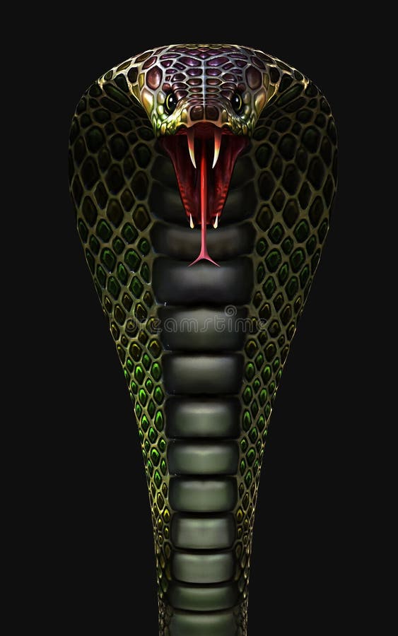 Cobra regelui cel mai lung șarpe veninos izolat pe fond întunecat cu o cale de tăiere royalty free illustration