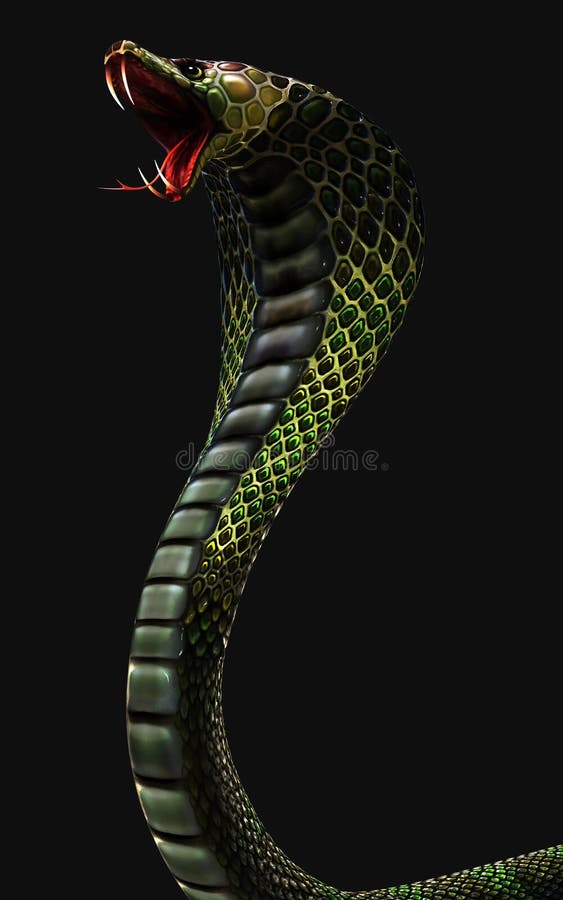 Cobra regelui cel mai lung șarpe veninos izolat pe fond întunecat cu o cale de tăiere royalty free illustration