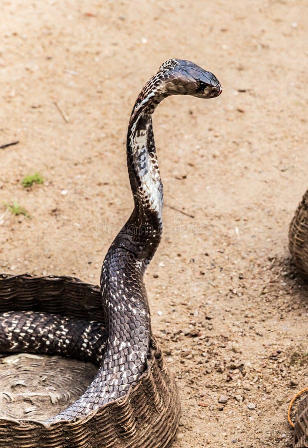 Qual a diferença entre cobra e serpente? Tire suas dúvidas, ok google  serpente