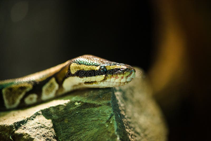 Fotos de Natureza: Cobra Naja  Fotos de cobras, Animais perigosos