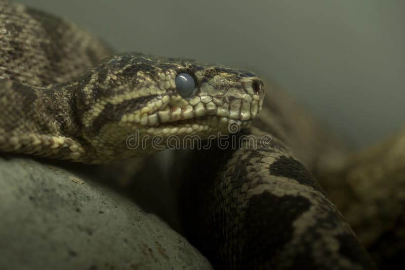 A cobra fotografia de stock