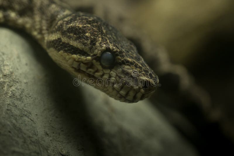A cobra foto de stock royalty free