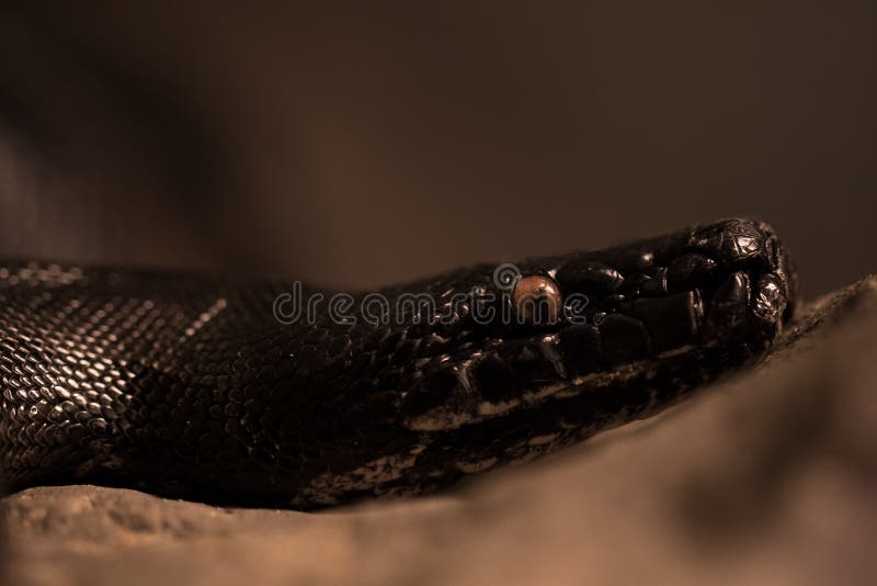 A cobra fotografia de stock royalty free