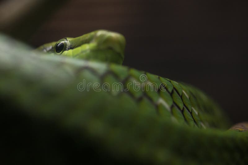 A cobra fotos de stock royalty free