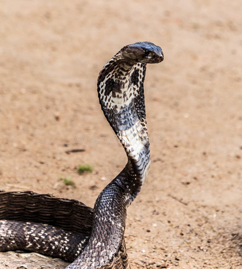 Cobras – characteristics and useful information