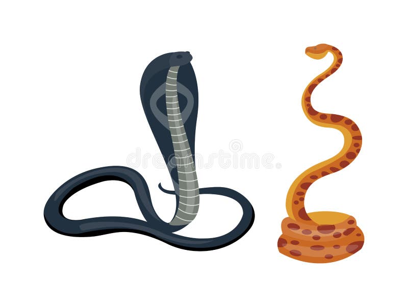 Desenhos animados Cobra Coiled imagem vetorial de cthoman© 132691246