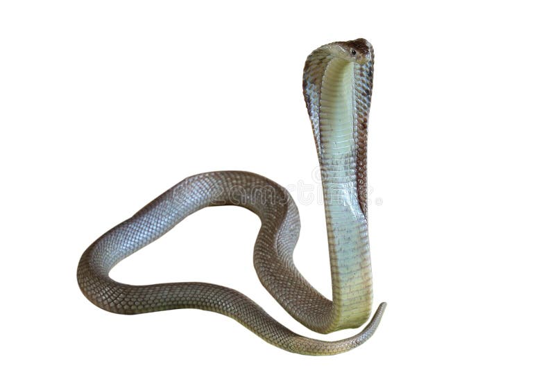 The Cobra Snake on White Background Have Path Stock Image - Image of style,  venom: 186404151