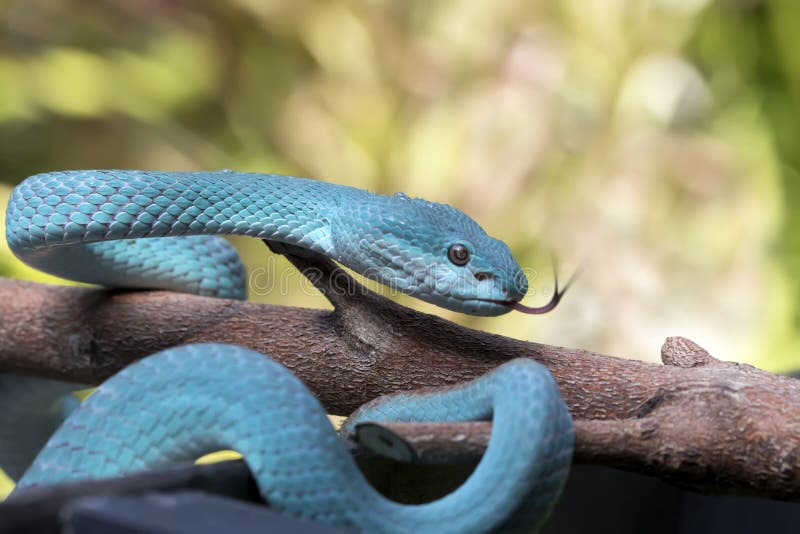 Cobra-víbora Azul-tóxica Insularis Imagem de Stock - Imagem de verde,  preto: 177081349