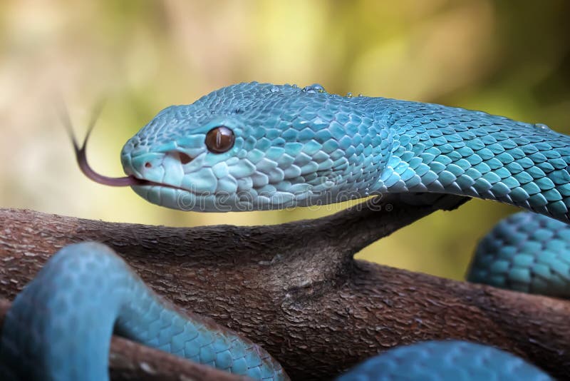 Cobra-víbora Azul-tóxica Insularis Foto de Stock - Imagem de