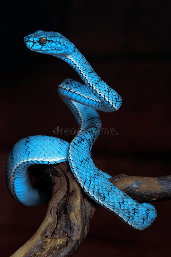 Linda Serpente Azul Brilhante Com Fundo Natural Foto de Stock