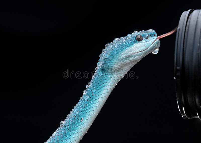 Linda Serpente Azul Brilhante Com Fundo Natural Foto de Stock