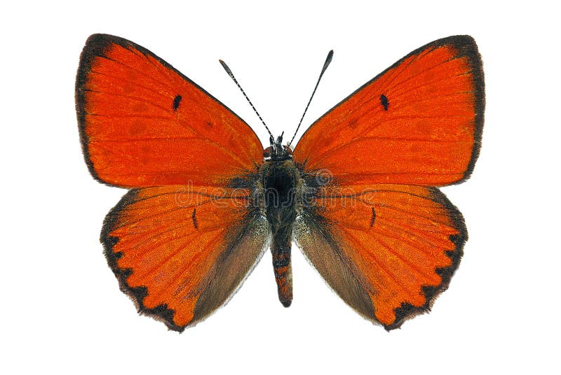Cobre grande (Lycaena dispar) imagen de archivo libre de regalías Cobre grande (Lycaena dispar) imagen de archivo libre de regalías