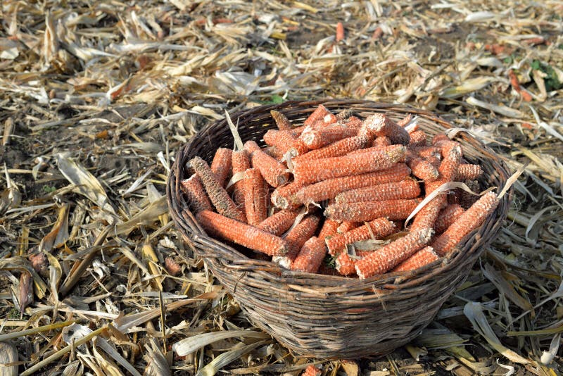 Cobs without seeds in basket. Dry cobs in wooden basket on the field