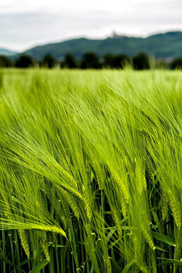 Coburg lansdscape κοντά σε αγροτικό στοκ εικόνα