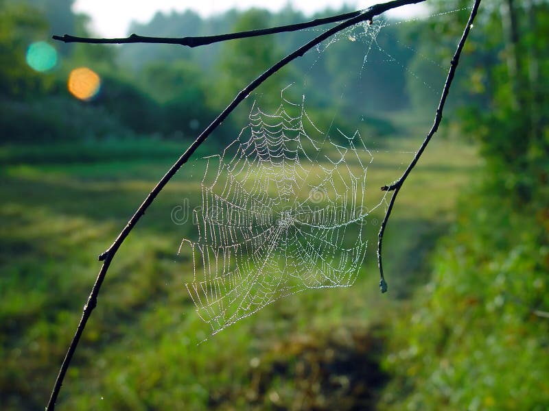 Cobweb.