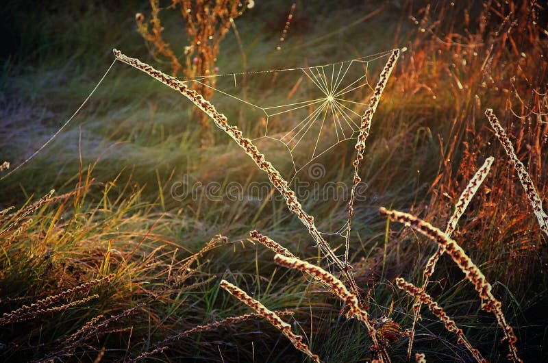 Cobweb on autumn grass on a meadow in the morning sun