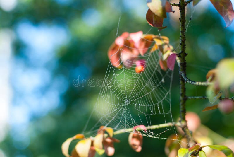 Cobweb closeup, bokeh background royalty free stock image