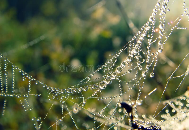 Cobweb, dew.