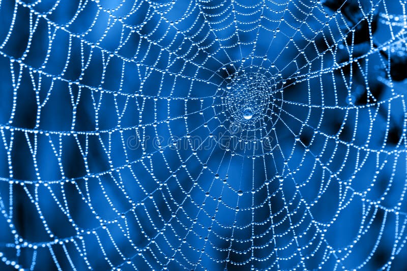 Cobweb with dew drops