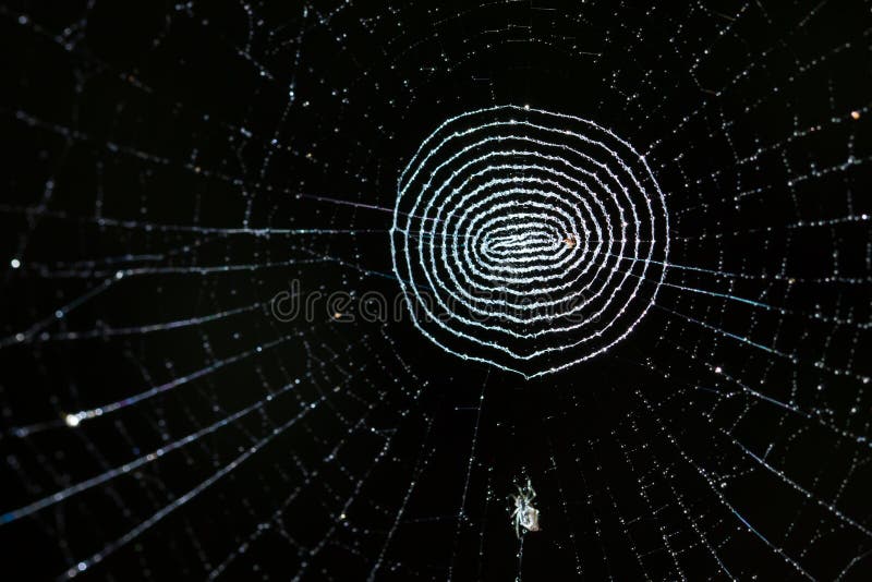 Cobweb with dew drops