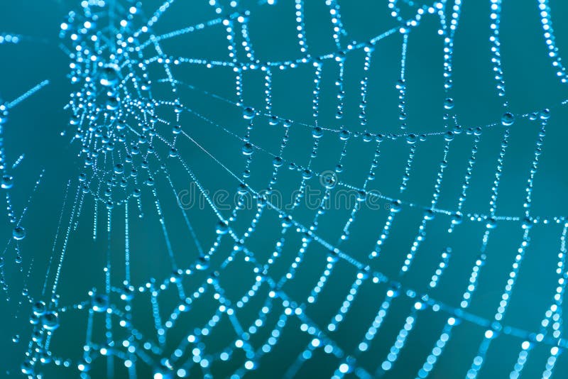 Cobweb with dew drops