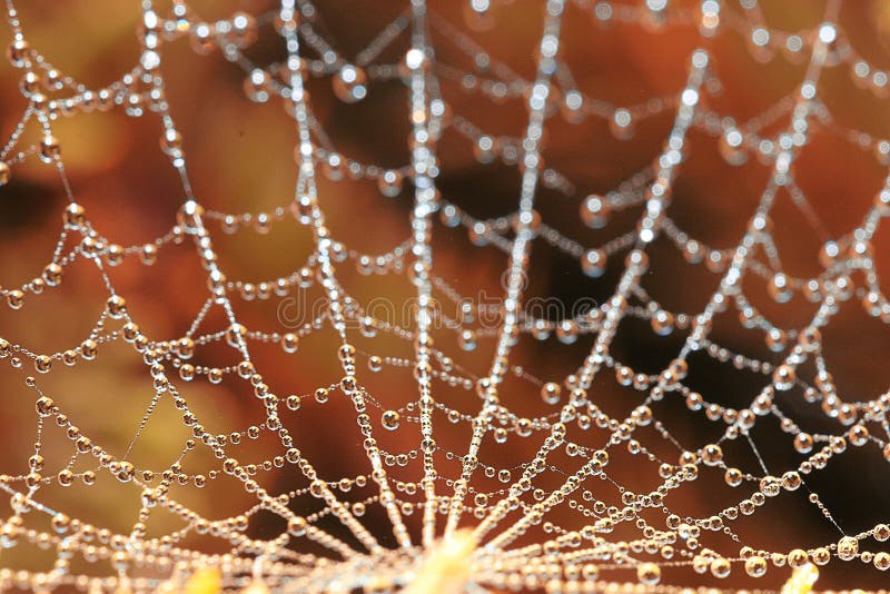 Cobweb in dew