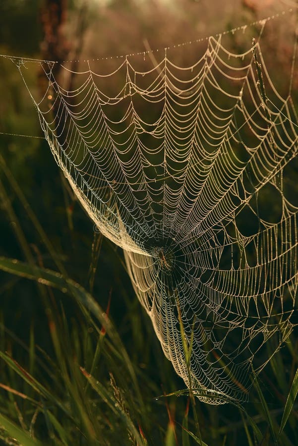 Cobweb in grass meadow