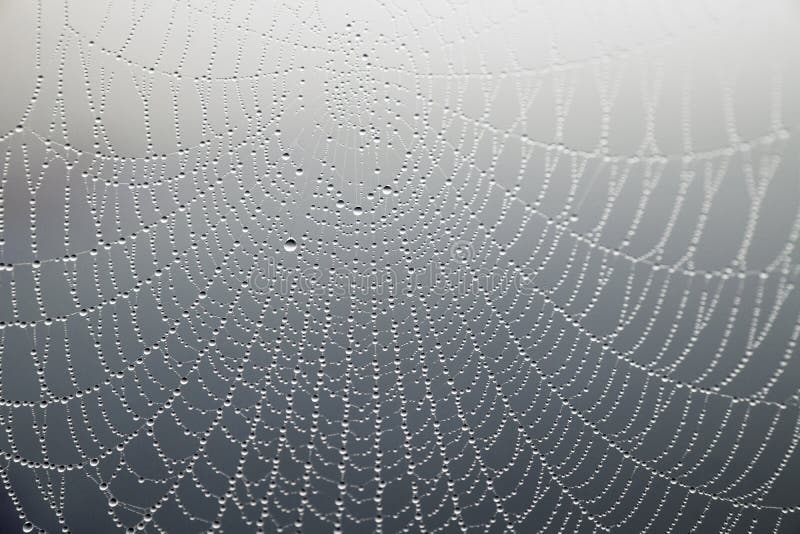 Cobweb with morning dew