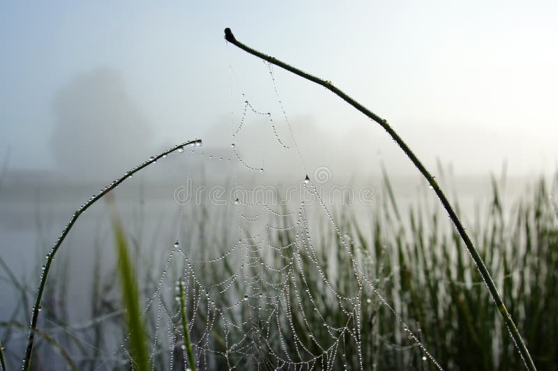 Cobweb with the morning dew.