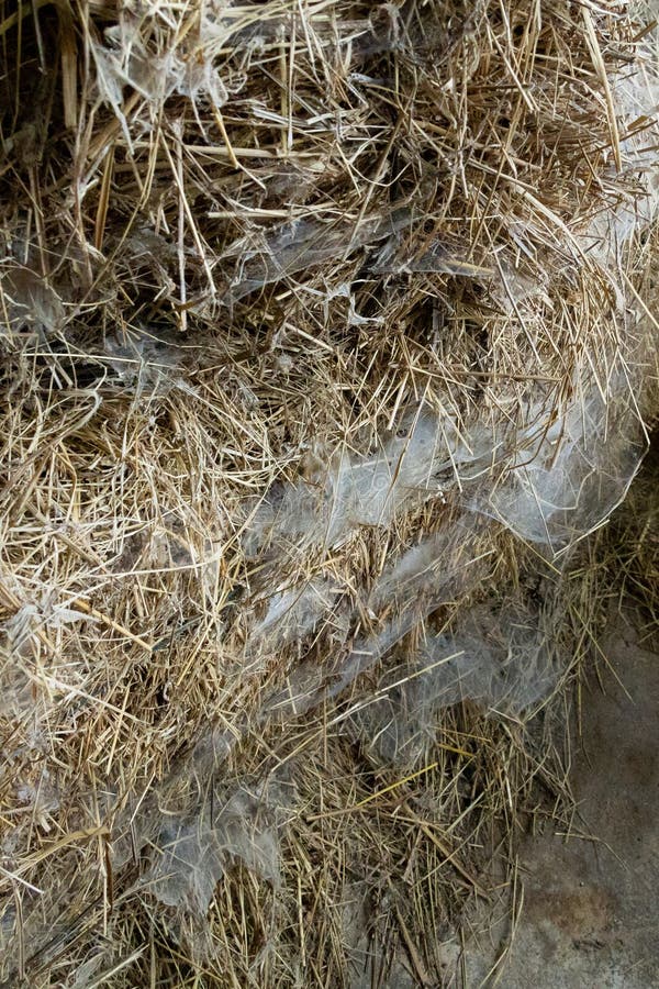 Cobwebbed Straw Stock Photos Free Royalty Free Stock Photos From cobwebbed-straw-stock-photos-free-royalty-free-stock-photos-from